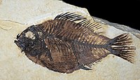 Pesce fossile dell'Eocene Priscacara liops dalla formazione del fiume Green del Wyoming