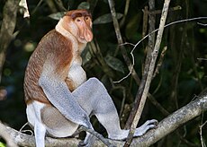Proboscis Monkey in Borneo.jpg
