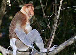 Proboscis Monkey in Borneo.jpg