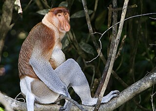 <span class="mw-page-title-main">Proboscis monkey</span> Primate species