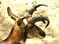 Рог код антилопе