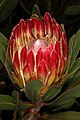 Protea obtusifolia 5Dsr 2774.jpg
