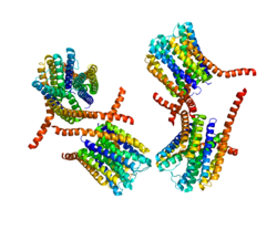 Ақуыз LTC4S PDB 2PNO.png