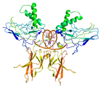 NF-kB2 (p52)