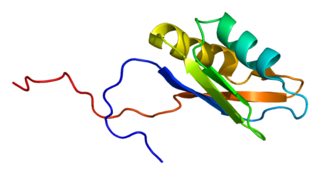 <span class="mw-page-title-main">RBM4</span> Protein-coding gene in the species Homo sapiens