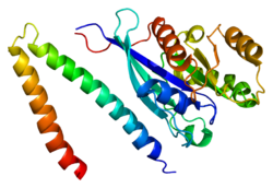 Ақуыз RILP PDB 1yhn.png