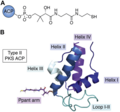 Vorschaubild für Acyl-Carrier-Proteine