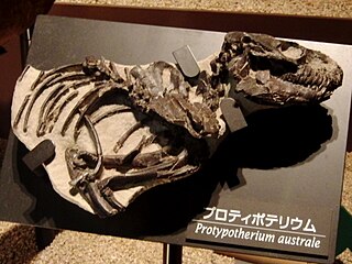 <i>Protypotherium</i>