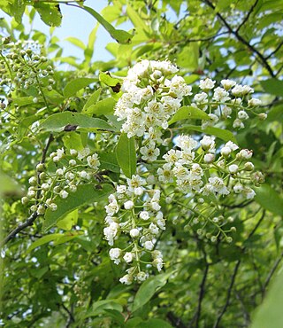 <i>Prunus virginiana</i> Species of plant