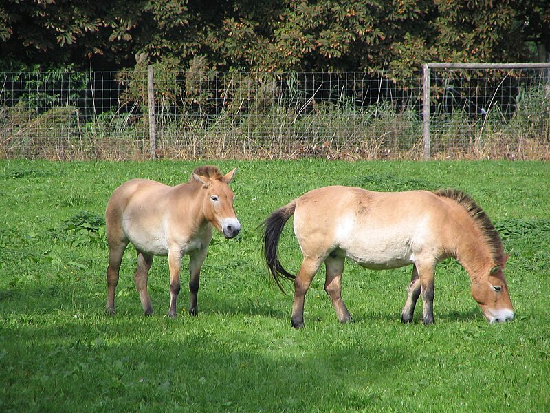 File:Przewalski 26-9-2004-1.jpg