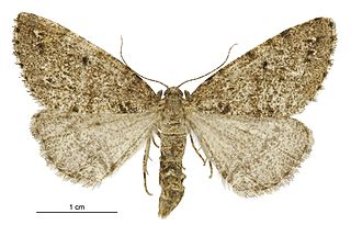 <i>Pseudocoremia terrena</i> Species of moth endemic to New Zealand