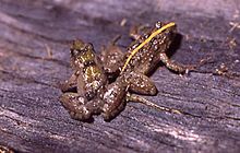 Pseudopaludicola falcipes shows variable dorsal coloration Pseudopaludicola falcipes02.jpg