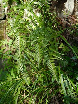 Pteris dispar amakusasd01.jpg