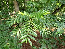 Pterocarya stenoptera kz06.jpg