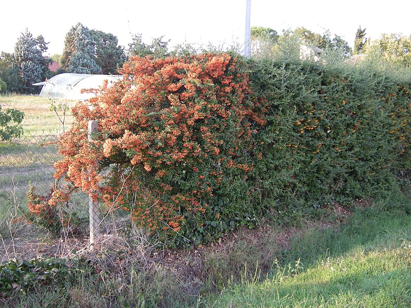 File:Pyracantha DSCN0558.jpg