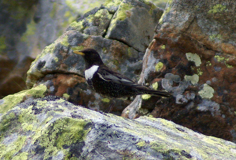 File:Pyrenees Turdus torquatus 2.jpg