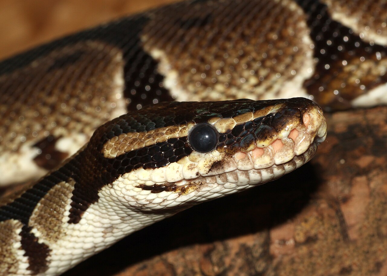 Ball python - Wikipedia