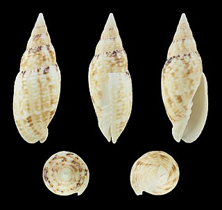 <i>Quasimitra nubila</i> species of mollusc
