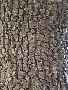 Quercus ilex, Dąb ostrolistny, 2021-06-09