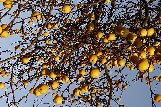 Quince Tree in Winter