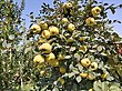 Quince in Fergana