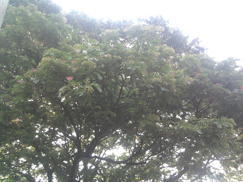 File:Rain Tree.jpg