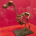 Reconstruction of The Skeleton of a Dodo (Raphus Cucullatus).jpg