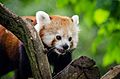 Red Panda (20335024899).jpg