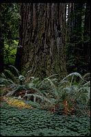 Redwood National Park REDW9351.jpg