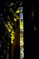 Redwood National Park REDW9368.jpg