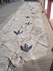 Replicas of dinosaur footprints in Science Museum in Logroño