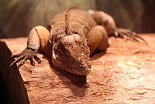 Rhinoceros iguana at the Greensboro Science Center Rhinoceros Iguana NSCG.JPG