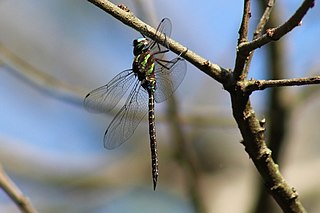 <i>Rhionaeschna psilus</i> Species of dragonfly