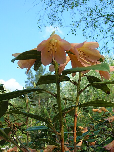 File:Rhododendron cinnabarinum 03.jpg