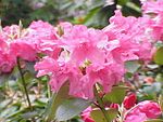 Rododendron williamsianum1. jpg