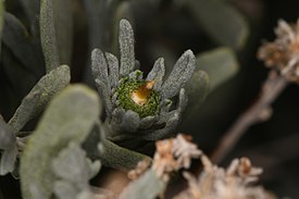 Rhopalomyia conica