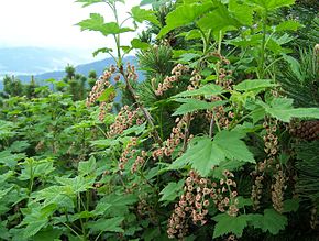 Afbeeldingsbeschrijving Ribes petraeum a1.jpg.