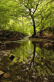 The River Roddlesworth