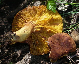 <i>Phylloporus pelletieri</i> species of fungus