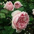 * Nomination: Flower of Rosa cultivar 'Gartentraume'. --Salicyna 15:17, 9 October 2020 (UTC) * * Review needed