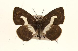 <i>Caleta roxus</i> Species of butterfly