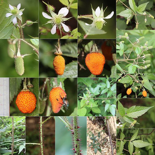 File:Rubus sumatranus (Montage).jpg