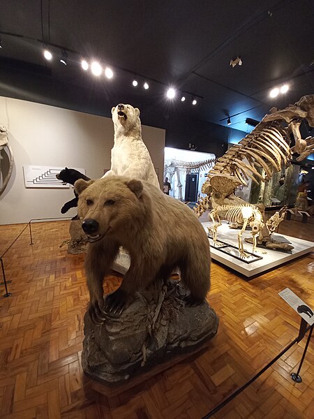 File:São Paulo - Museu de Zoologia da USP 17.jpg