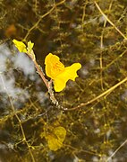 Südlicher bzw. Verkannter Wasserschlauch (Utricularia australis)