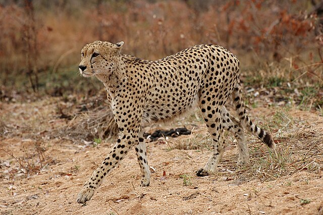 File:SA05030-Gepard.jpg