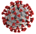 Модель вируса SARS-CoV-2, одного из представителей семейства коронавирусов. Данный вирус высококонтагиозный и может контаминировать воду и пищевые продукты, тем самым увеличивается риск распространения коронавирусной инфекции (COVID-19)[12].