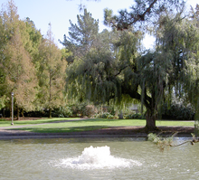 One of the ponds behind the Commons SSU lake behind Commons 4639.png