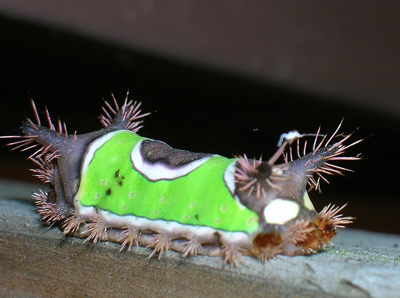 File:Saddleback moth caterpillar.jpg