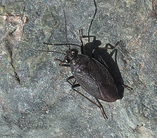 <i>Saldula</i> Genus of true bugs