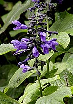 Miniatura para Salvia guaranitica